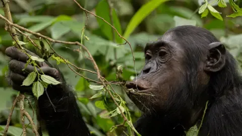 Apes Drinking an Amount Equal of a Beer Each Day from Fermented Fruit, Research Reveals